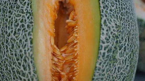 瓜哥吃瓜送金币,畅享娱乐盛宴