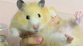 吃货仓鼠克拉克吃瓜,吃货仓鼠的美食探险之旅