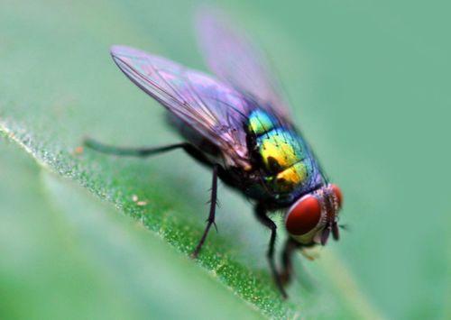 吃瓜的害虫苍蝇,吃瓜者的害虫之谜