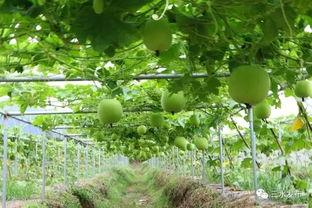 佛山楼盘吃瓜,揭秘吃瓜群众的购房真相