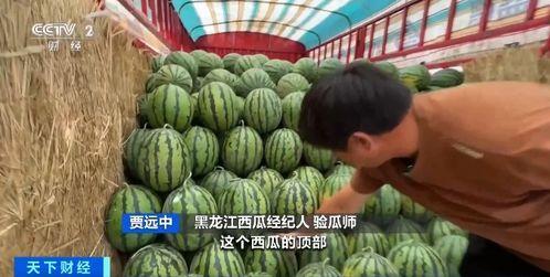 庆云吃瓜现场